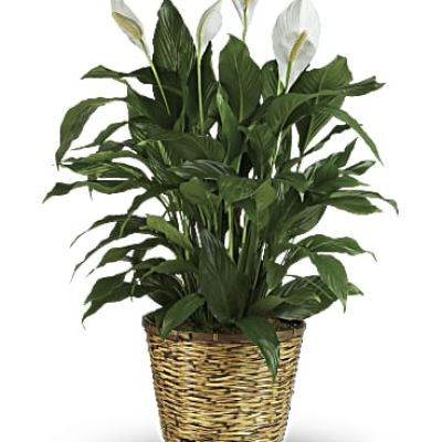 Also know as the peace lily, this elegant plant featuring dark green leaves and delicate white blossoms makes a perfect gift for almost any occasion. Low maintenance and known for its indoor beauty and ability to clear the air of contaminants, this medium spathiphyllum is delivered in a charming 8" woven wicker basket.