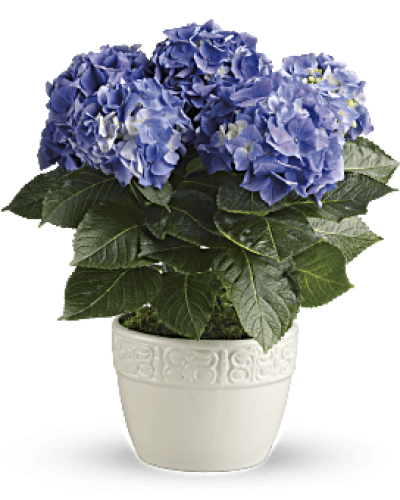 Have you ever seen a happier plant? The hydrangea's beautiful, billowing blooms are beloved by all. Send this 6-inch potted blue hydrangea plant as a housewarming gift or simply to brighten someone's day with a living gift.
Container may vary based on availability.