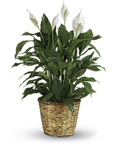Also know as the peace lily, this elegant plant featuring dark green leaves and delicate white blossoms makes a perfect gift for almost any occasion. Low maintenance and known for its indoor beauty and ability to clear the air of contaminants, this medium spathiphyllum is delivered in a charming 8" woven wicker basket.