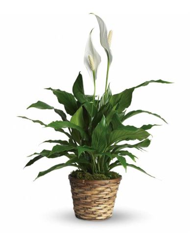 Also know as the peace lily, this elegant plant featuring dark green leaves and delicate white blossoms makes a perfect gift for almost any occasion. Low maintenance and known for its indoor beauty and ability to clear the air of contaminants, this spathiphyllum is delivered in a natural wicker basket.