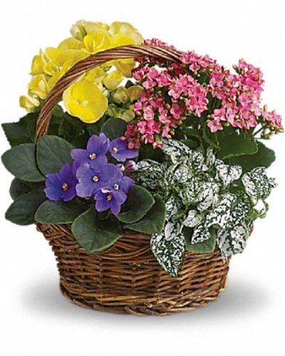 <div class="m-pdp-tabs-description">
<div id="mark-1" class="m-pdp-tabs-marketing-description">
Sing a song of spring by sending this gorgeous basket full of spring's prettiest plants. Send someone special this sweet mix of bright colors and terrific textures.
</div>
</div>
A purple African violet, yellow begonia, pink kalanchoe and white hypoestes are arranged in a pretty round basket. It's blooming beautiful.