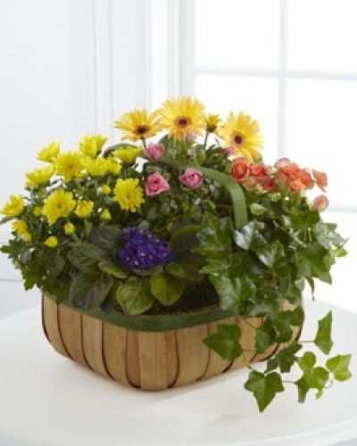 The FTD® Gentle Blossoms™ Basket is a wonderful way to brighten someone's day. A collection of our finest plants are brought together in a green-rimmed natural woodchip basket to create a warm and comforting sentiment.