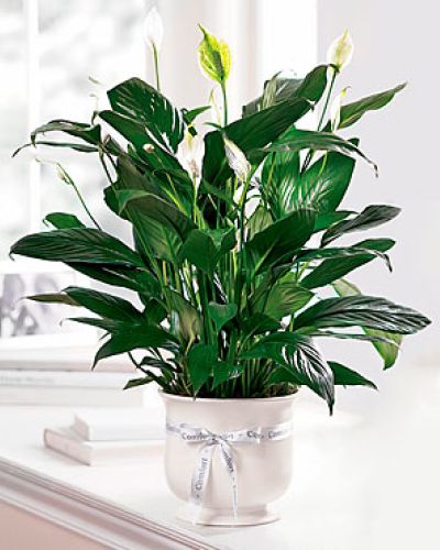 Offer unspoken words of comfort, hope and peace. Our creamy white ceramic planter holds an elegant peace lily plant. Dark green leaves offer a calm background for the white candle-like blooms of this easy to care for plant. Send as a tribute to the departed and a silent expression of your sympathies.