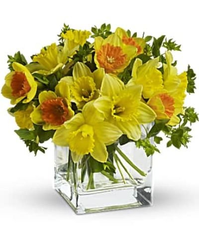 <p>Nothing says spring quite like daffodils! And there’s no better way to present them than in a simple, clear glass cube vase with minimal decoration. Send this seasonal spring flower at Easter, or any time you want to brighten someone’s day.<br />
Fresh cut yellow daffodils and yellow bi-color daffodils are mixed with a bit of green bupleurum in a clear cube vase.<br />
Narcissus is the botanic name of this spring flowering bulb.</p>