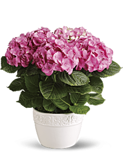 Have you ever seen a happier plant? The hydrangea’s beautiful, billowing blooms are beloved by all. Send this 6-inch potted pink hydrangea plant as a housewarming gift or simply to brighten someone’s day with a living gift.
Container may vary based on availability.